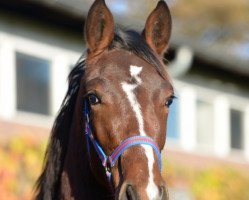 horse Finniestone (Hanoverian, 2016, from Fuechtels Floriscount OLD)