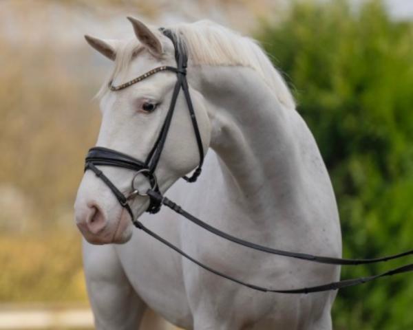Stallion Total White (Oldenburger, 2022, from Birkhof's Topas Fbw)