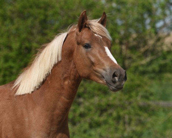 dressage horse Captain J (German Riding Pony, 2018, from Captain Meyer WE)