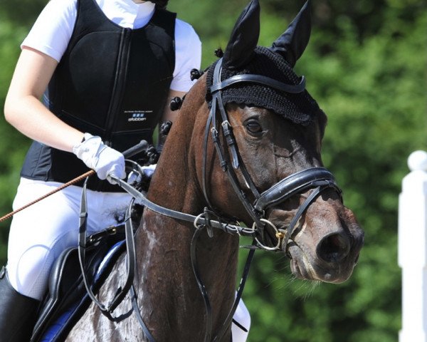 jumper Naomi Hocus Pocus (KWPN (Royal Dutch Sporthorse), 2012, from Wynton)