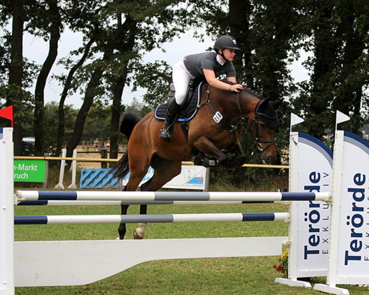 Springpferd Hakon 32 (KWPN (Niederländisches Warmblut), 2012, von Numero Uno)