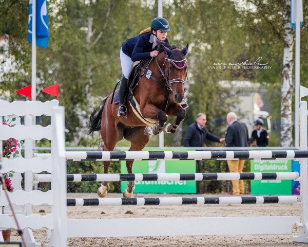 Springpferd Tuxedo (Oldenburger Springpferd, 2006, von Toulon)