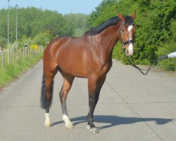 Pferd Baumann's Caruso (Westfale, 2008, von Conteur)