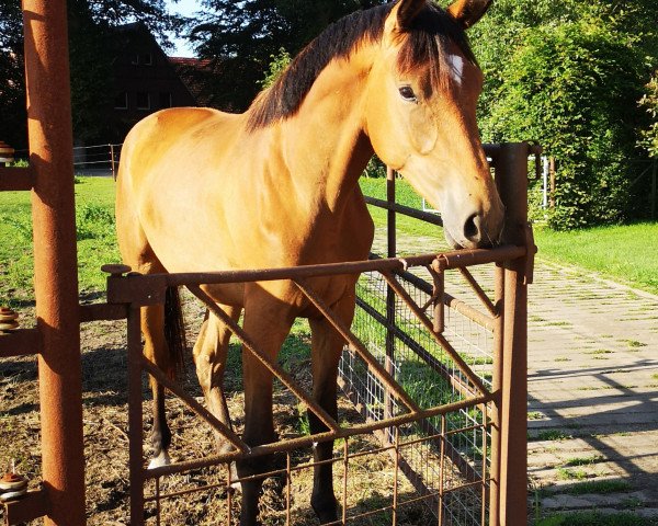 horse Helia H (Trakehner, 2018, from Cadeau)