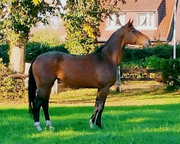 horse Baghira (Oldenburg, 2012, from Bretton Woods)