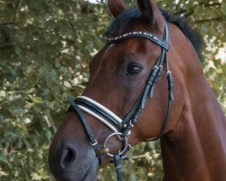 Dressurpferd Riano Gold (Westfale, 2007, von Riccio)