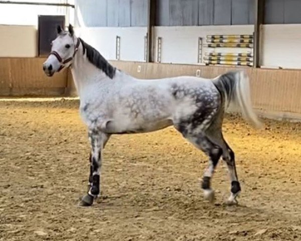 horse Cookie la Belle (Oldenburg, 2013, from Coupe d`Or)
