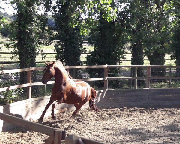 dressage horse Delphi 53 (German Riding Pony, 2010, from FS Don't Worry) dressage horse Delphi 53 (German Riding Pony, 2010, from FS Don't Worry)