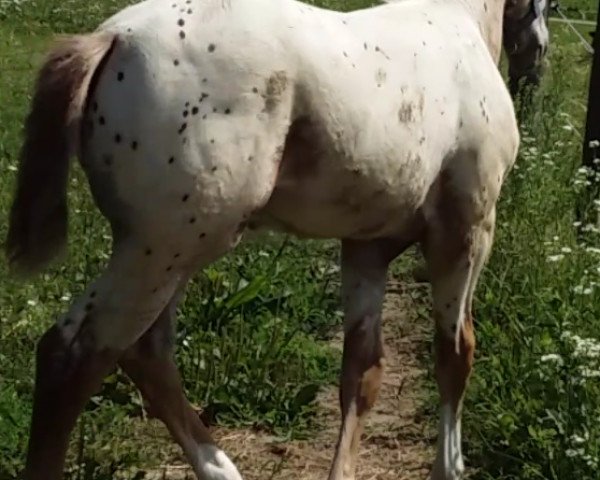 Pferd Cardo (Knabstrupper, 2019, von Carlsson vom Dach)