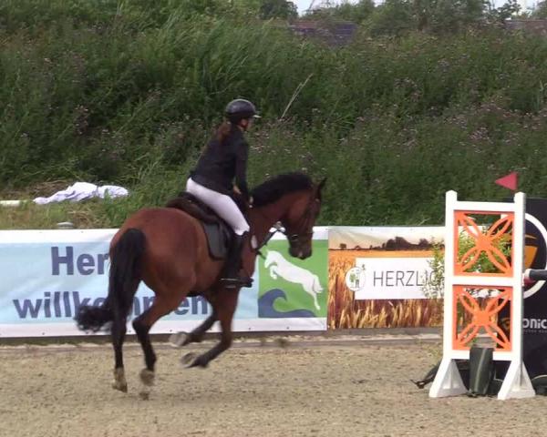 Torneo Equestre Niebüll 2026