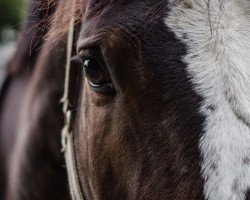 Dressage horse Fidelius 40 (Rheinländer, 2013, from Feedback 16)