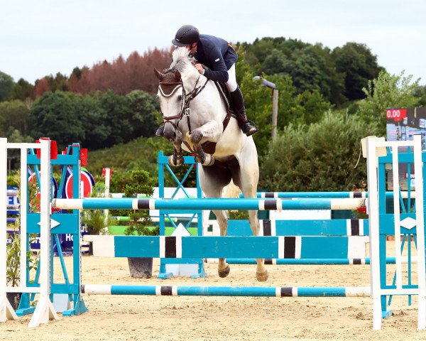 Springpferd Crest la Siala (Holsteiner, 2011, von Casall Ask)