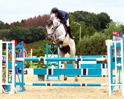 Springpferd Crest la Siala (Holsteiner, 2011, von Casall Ask)