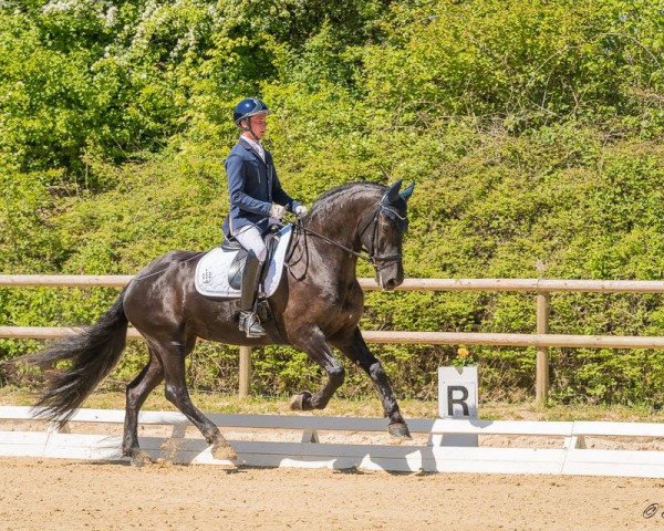 dressage horse Dunja 894 (Luxembourg horse, 2001, from Abe 346)