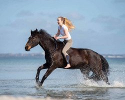 jumper Duke 250 (Hessian Warmblood, 2004, from Don Papas)
