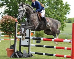 jumper Carpalo Libertino-D (Czech Warmblood, 2012, from Carpalo)