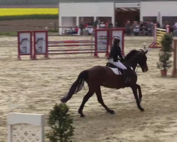 Reitturnier Xanten - Moermter 2015