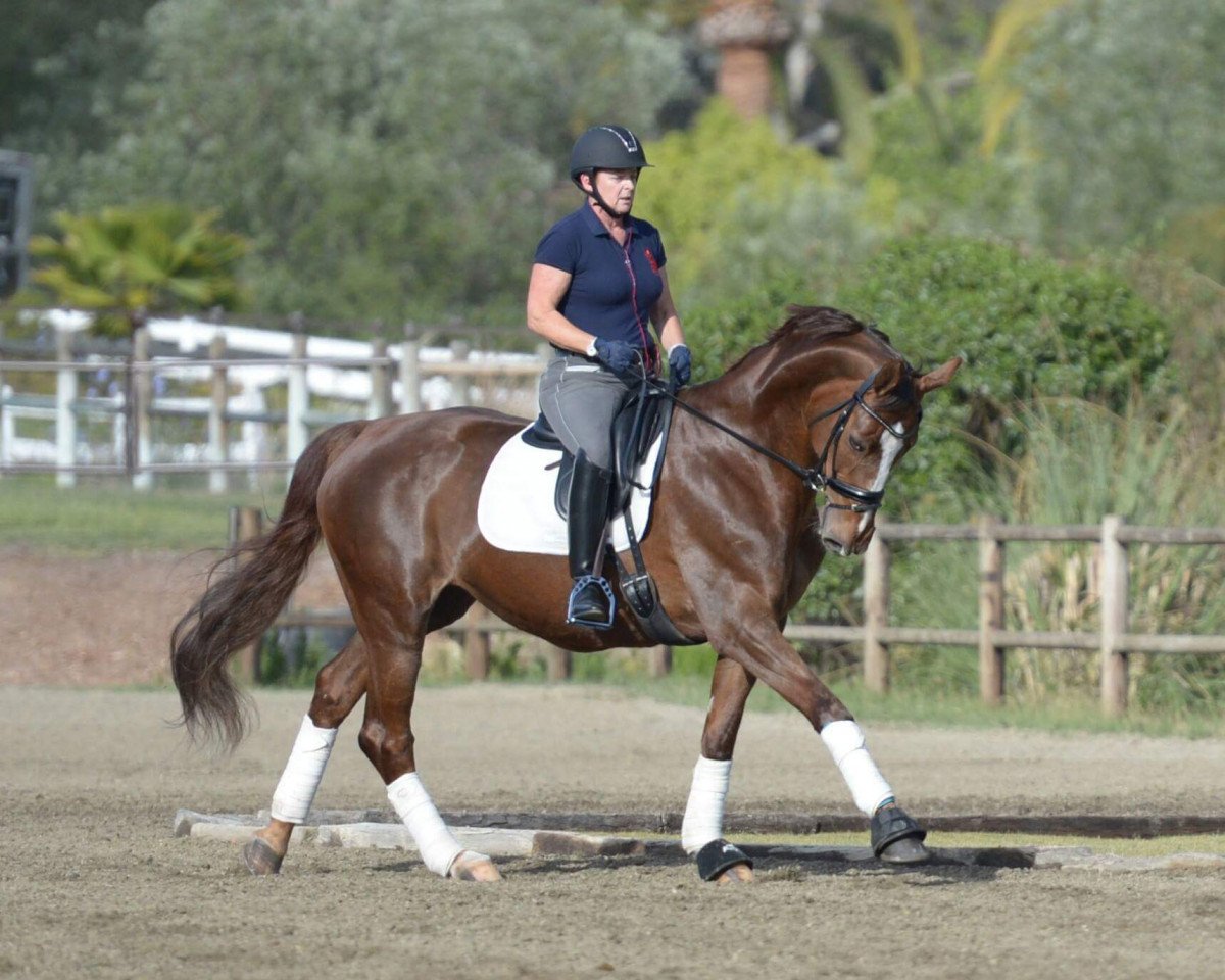 broodmare Deleandra (Hanoverian, 2000, from Del Piero)