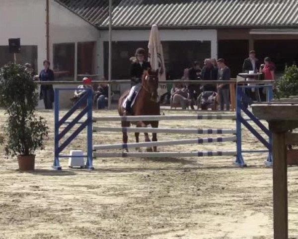 Reitturnier Xanten - Moermter 2015