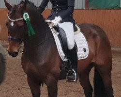 broodmare Sensation 34 (Oldenburg, 2009, from Sancisco)