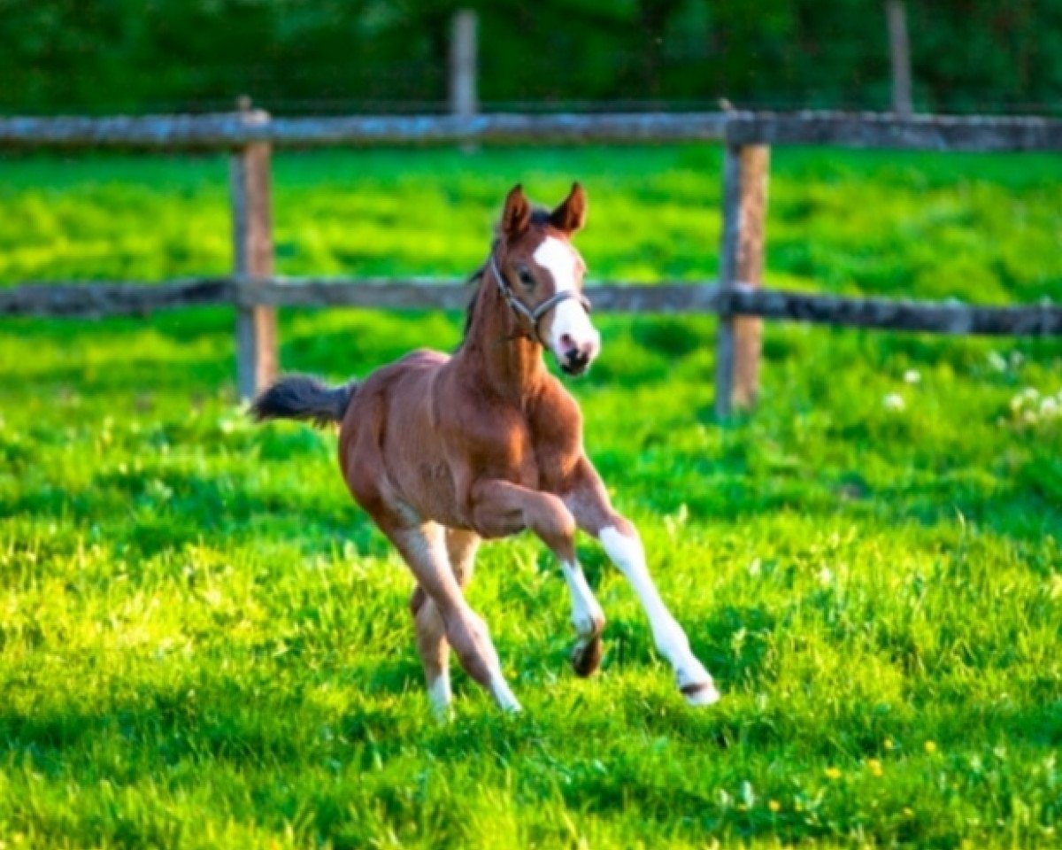 horse Vento (Hanoverian, 2020, from Viscerado)
