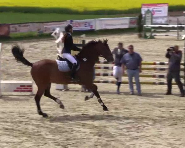 Reitturnier Xanten - Moermter 2015