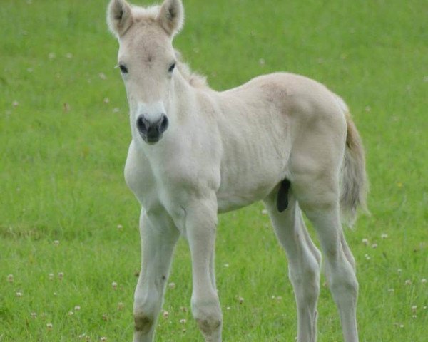 horse Hjertehest Skipper (Fjord Horse, 2018, from Solfin Skovå)