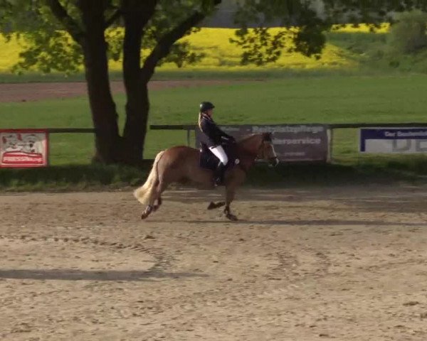 Reitturnier Xanten - Moermter 2015