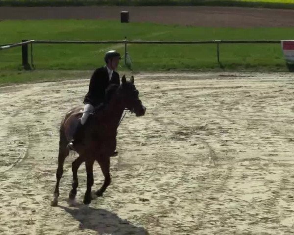 Reitturnier Xanten - Moermter 2015