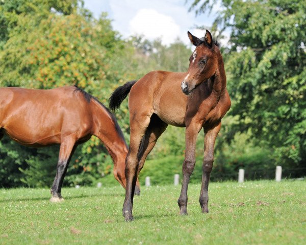 horse Iva N (Oldenburg show jumper, 2020, from I'm Special de Muze)