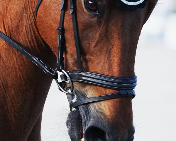 Springpferd Winchester van de Padenborre (Belgisches Warmblut, 1999, von Quidam de Revel)