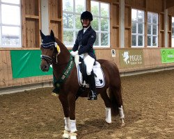 stallion A clever boy (German Riding Pony, 2015, from A new Star II)