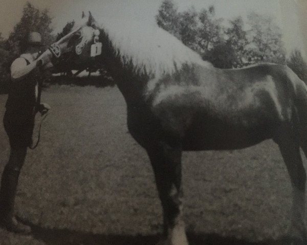 stallion Neran (South German draft horse, 1980, from Negur) stallion Neran (South German draft horse, 1980, from Negur)