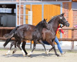 Pferd Donnerlottchen A (Deutsches Reitpony, 2020, von Darubi Gold)