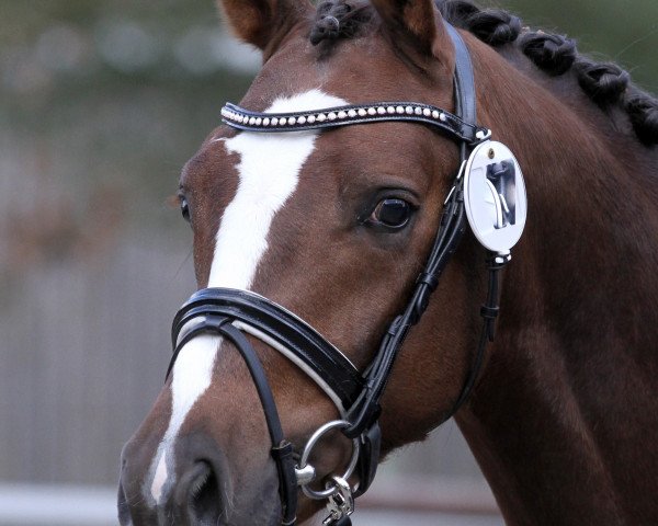 horse LKS Carl Clawitter (German Riding Pony, 2015, from Calido G)