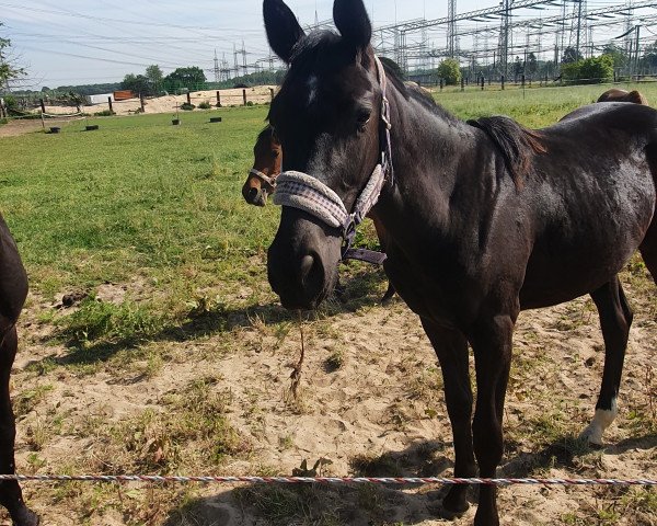 Pferd Fiona P (Westfale, 2019, von Fürst Samarant)