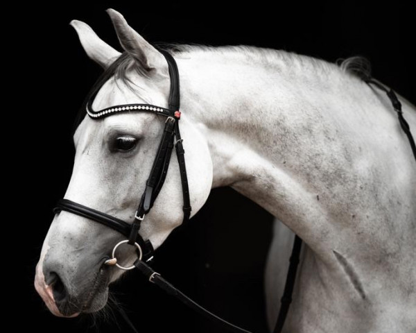 broodmare Grannett M (Oldenburg, 2013, from Cornetus)
