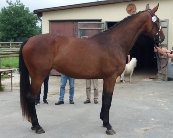 Pferd Giuliana Couleur H (Deutsches Sportpferd, 2014, von Graf Rubin)