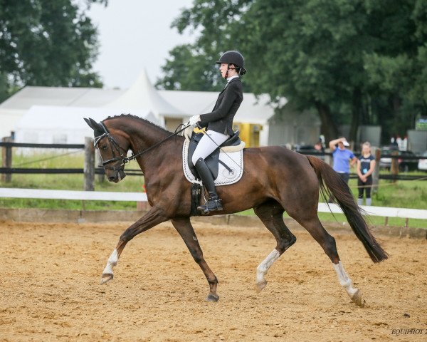 dressage horse Belissima La Bonasse (Oldenburg, 2013, from Belissimo NRW)