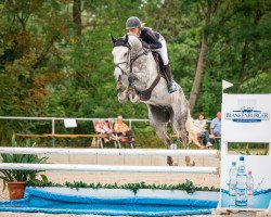 jumper Chico (German Sport Horse, 2015, from Cassoulet)