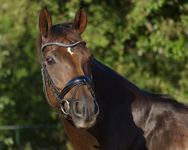 Springpferd Bounty 239 (Hannoveraner, 2007, von Brentano II)