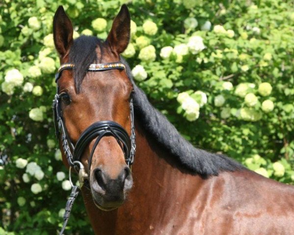 horse Farianth (German Sport Horse, 2013, from Franziskus FRH)