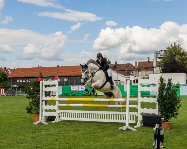 Springpferd Asante 2 (Schweizer Warmblut, 2007, von Alabaster) Springpferd Asante 2 (Schweizer Warmblut, 2007, von Alabaster)