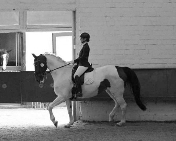 Dressurpferd Isabel 25 (Deutsches Reitpferd, 2005)