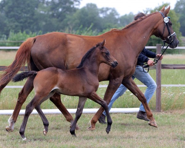 Pferd Djuno Gold CE (Hannoveraner, 2020, von Donier)