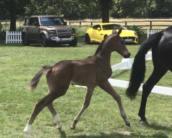 horse Escario B (Westphalian, 2020, from Escamillo)