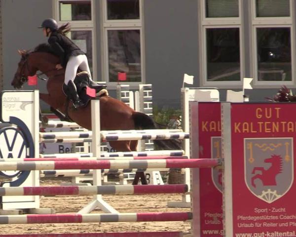Reitturnier Neustadt/Dosse 2026