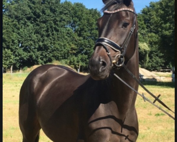 horse Frauke (Holsteiner, 2013, from Cormint)