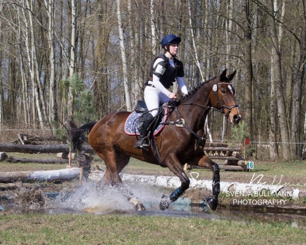 Zuchtstute Galiläa (Trakehner, 2009, von Exclusiv)