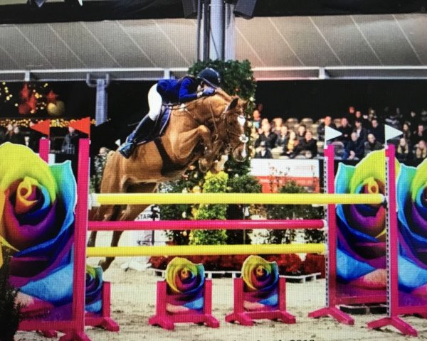 jumper Crazy Hardbreaker Sp WE (German Riding Pony, 2008, from Charivari)